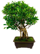 Ficus Retusa (Specimen) #115